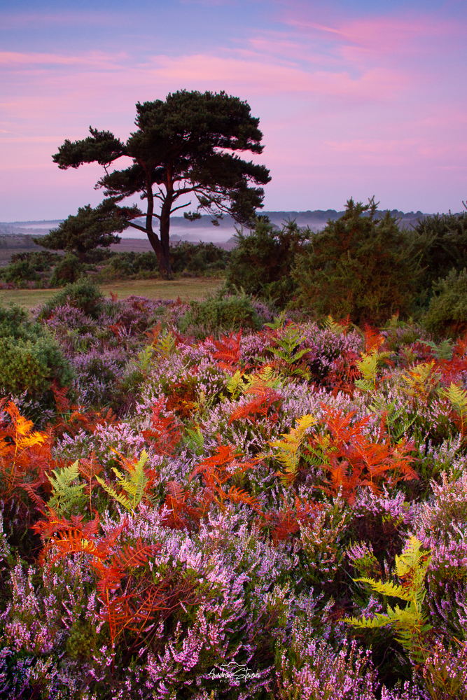 Bratley View, Pre-Dawn